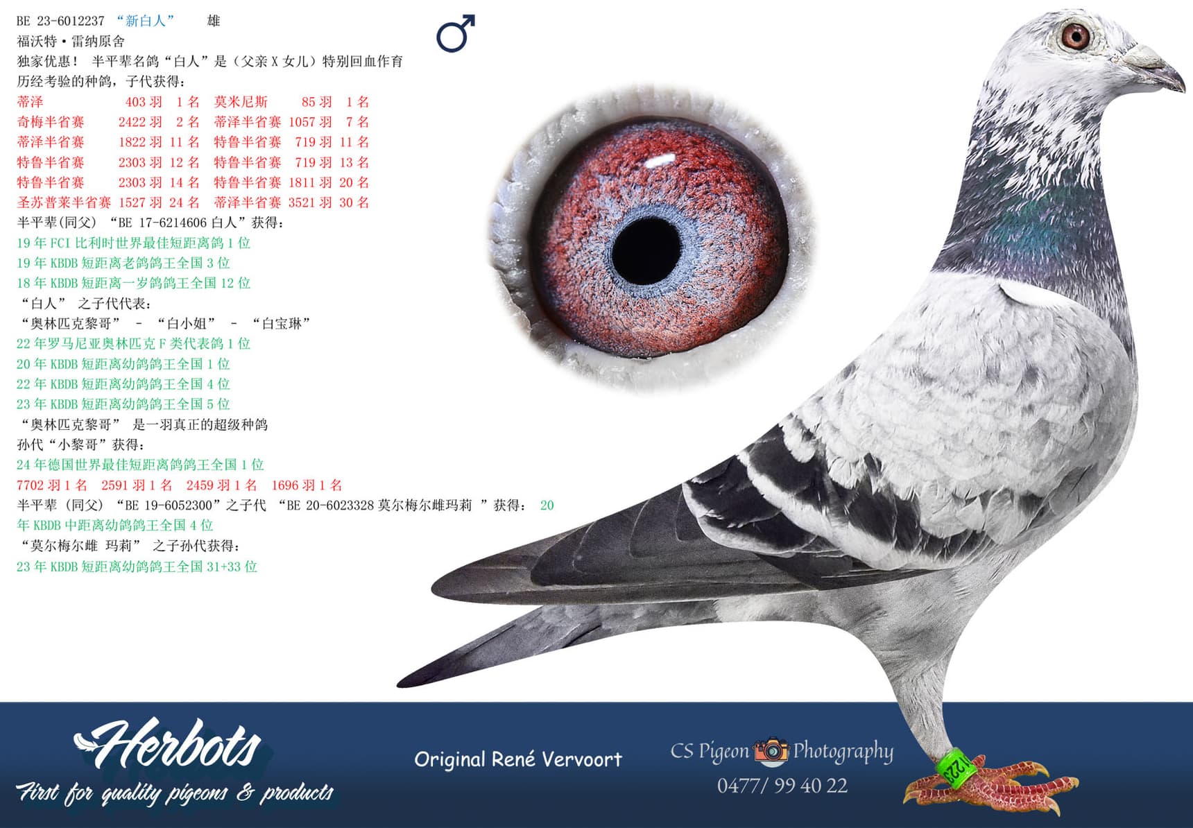 pigeon: undefined