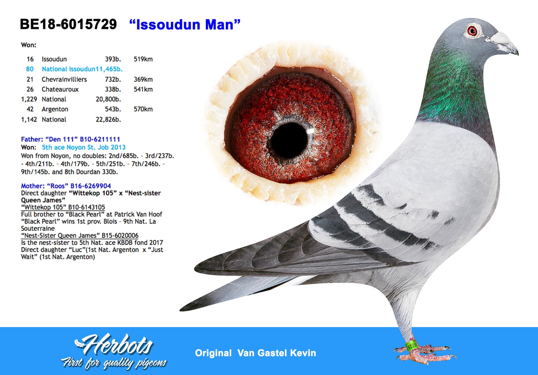 pigeon: undefined