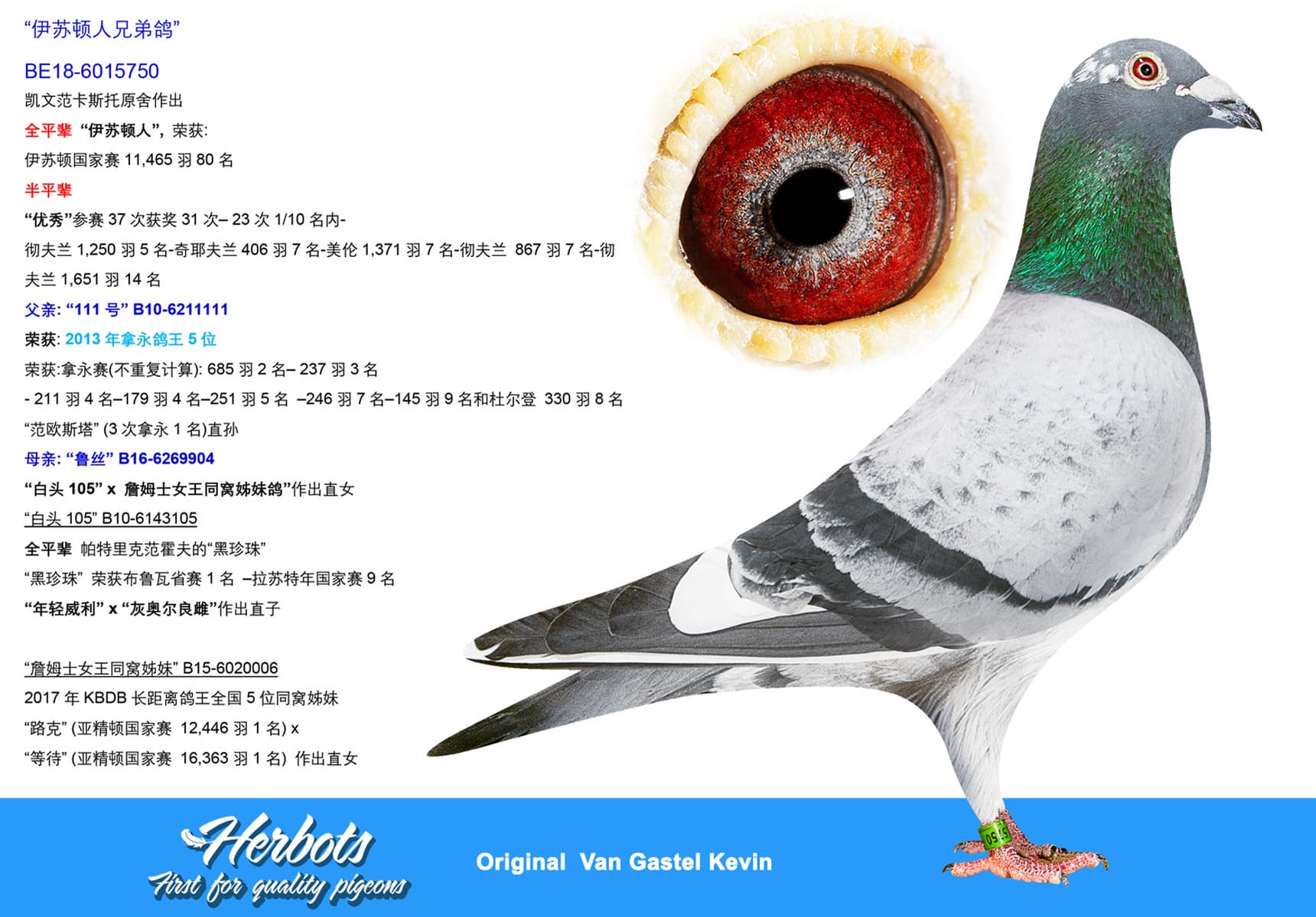 pigeon: undefined