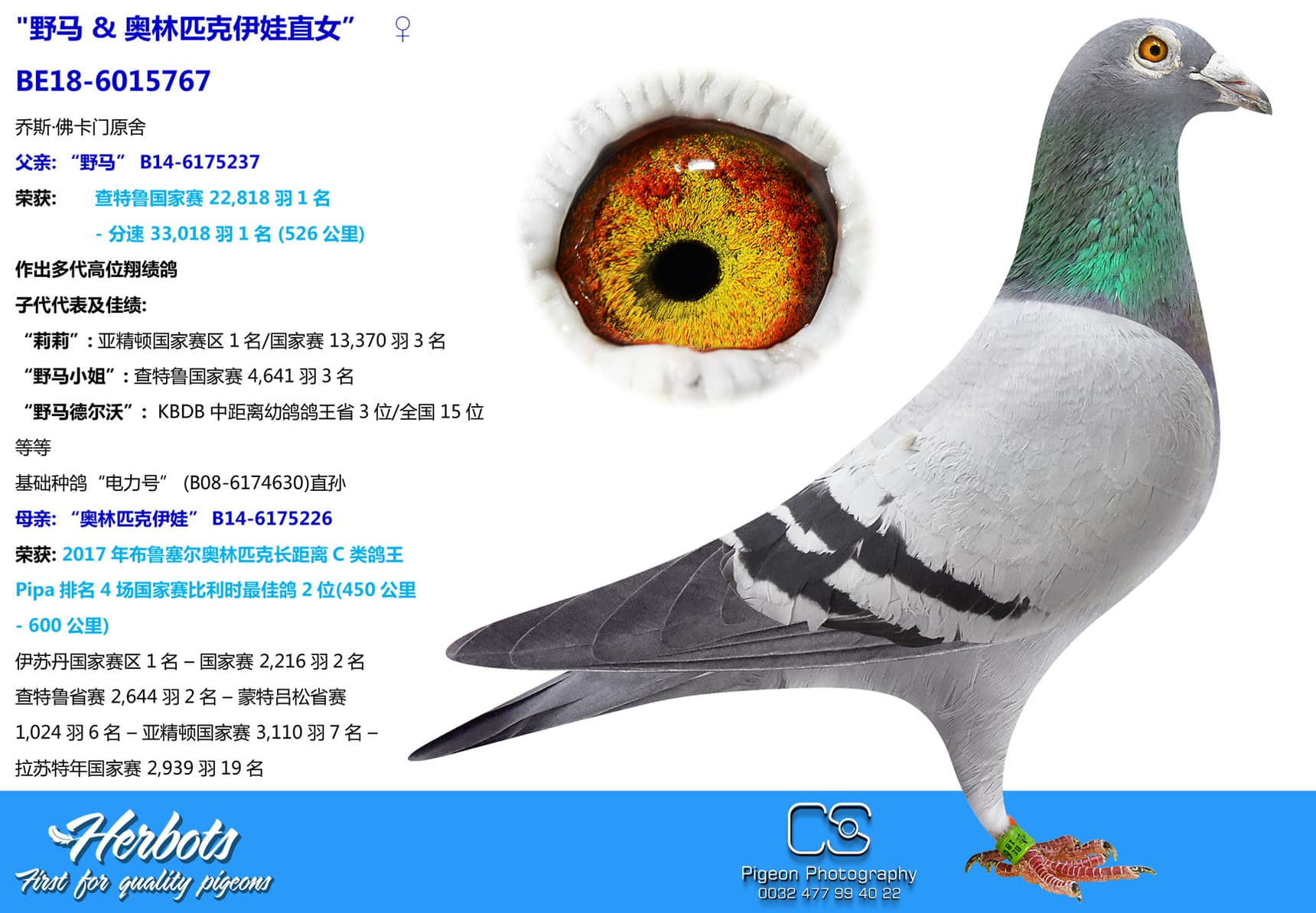 pigeon: undefined