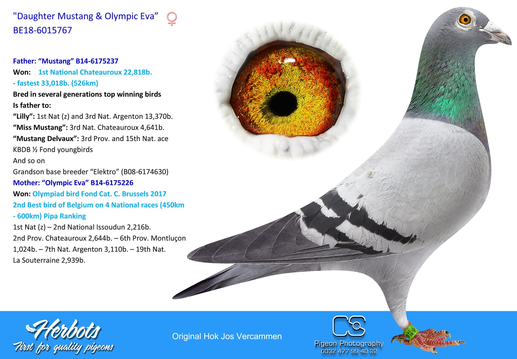 pigeon: undefined