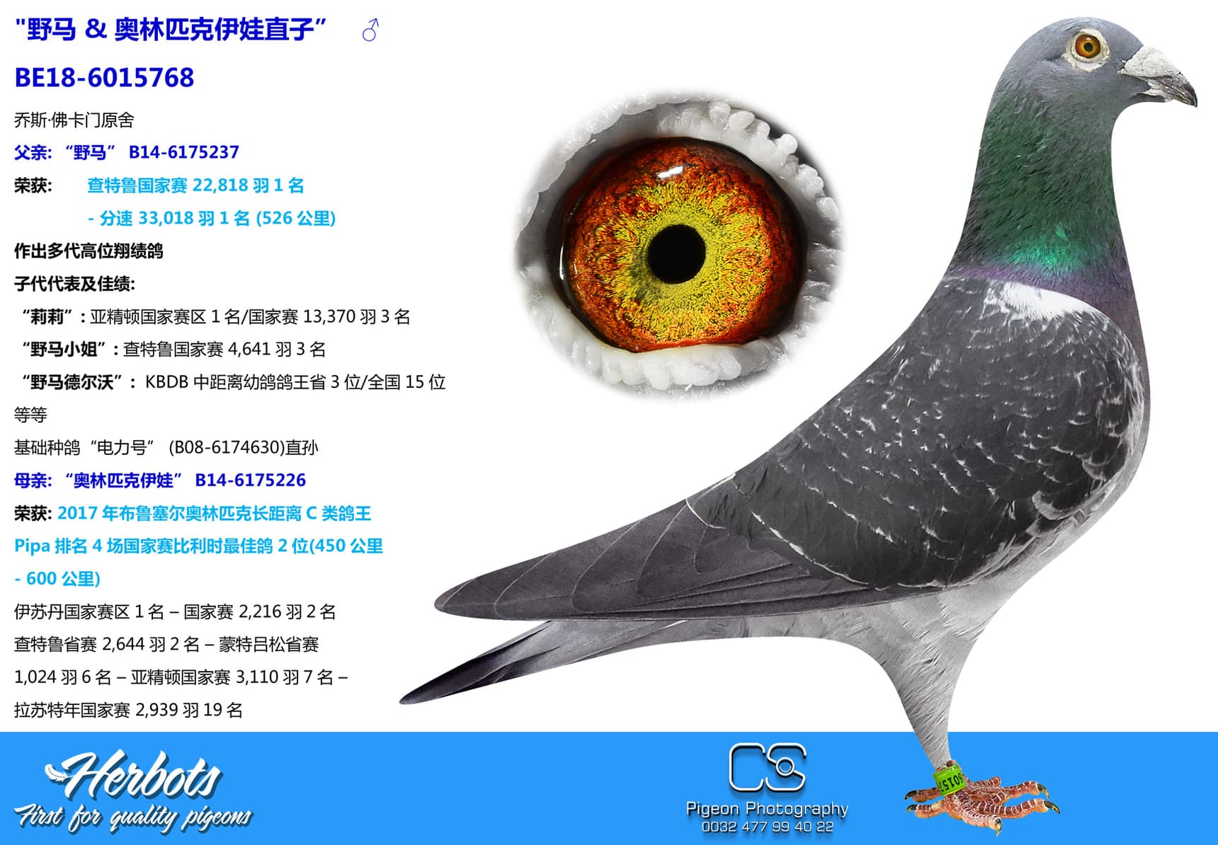 pigeon: undefined