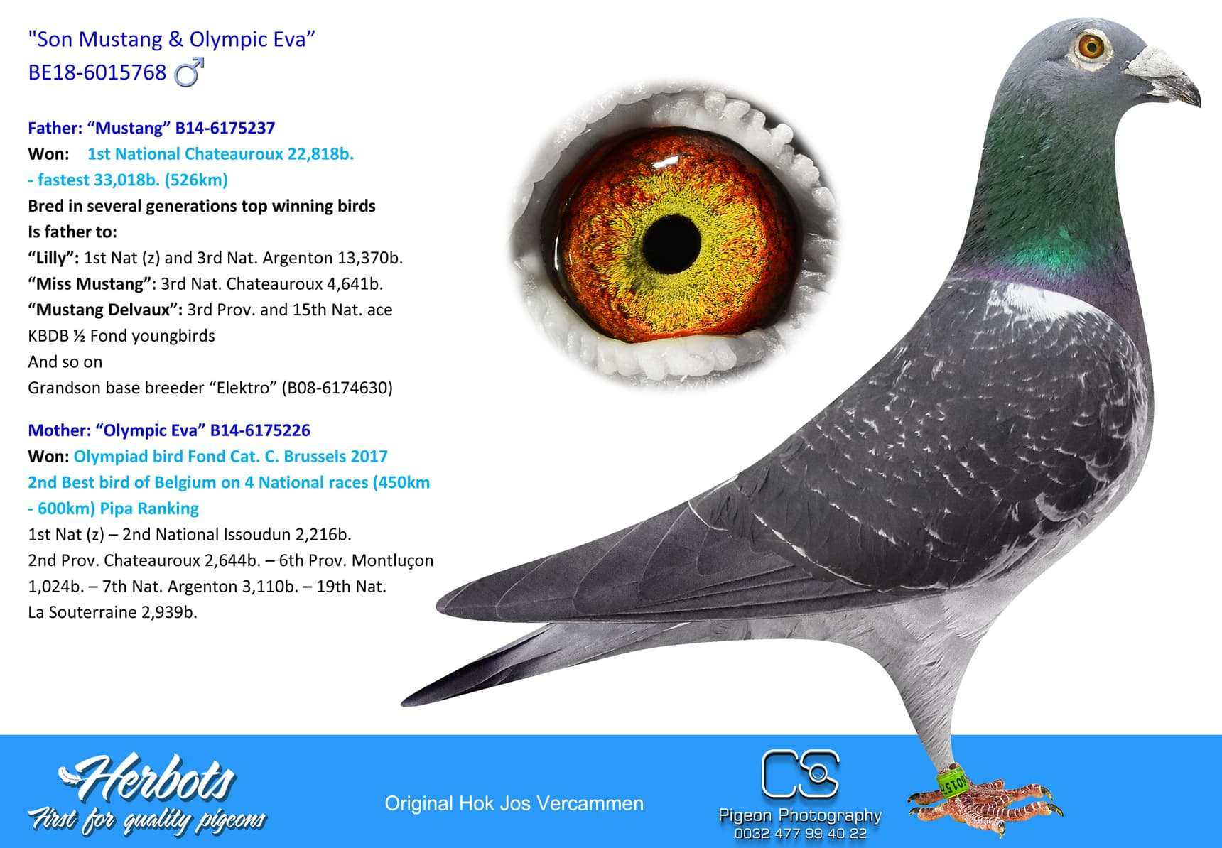 pigeon: undefined
