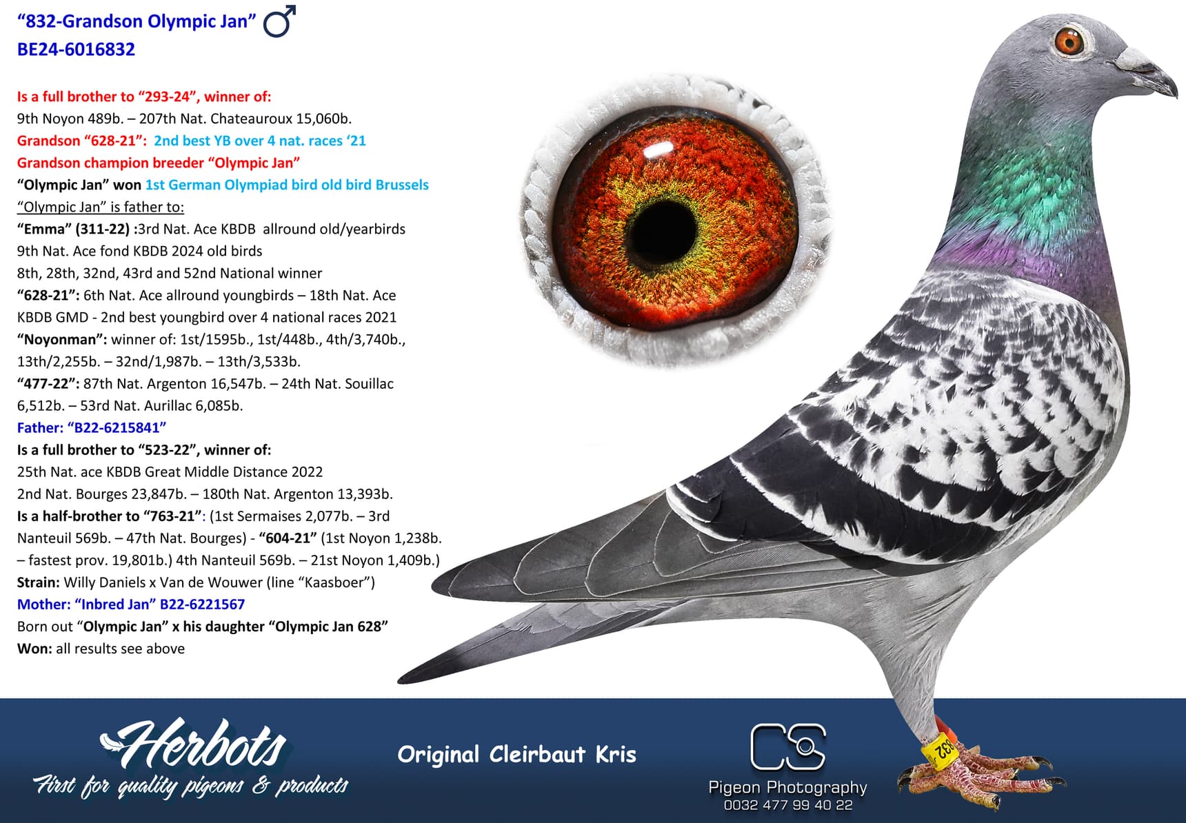 pigeon: undefined