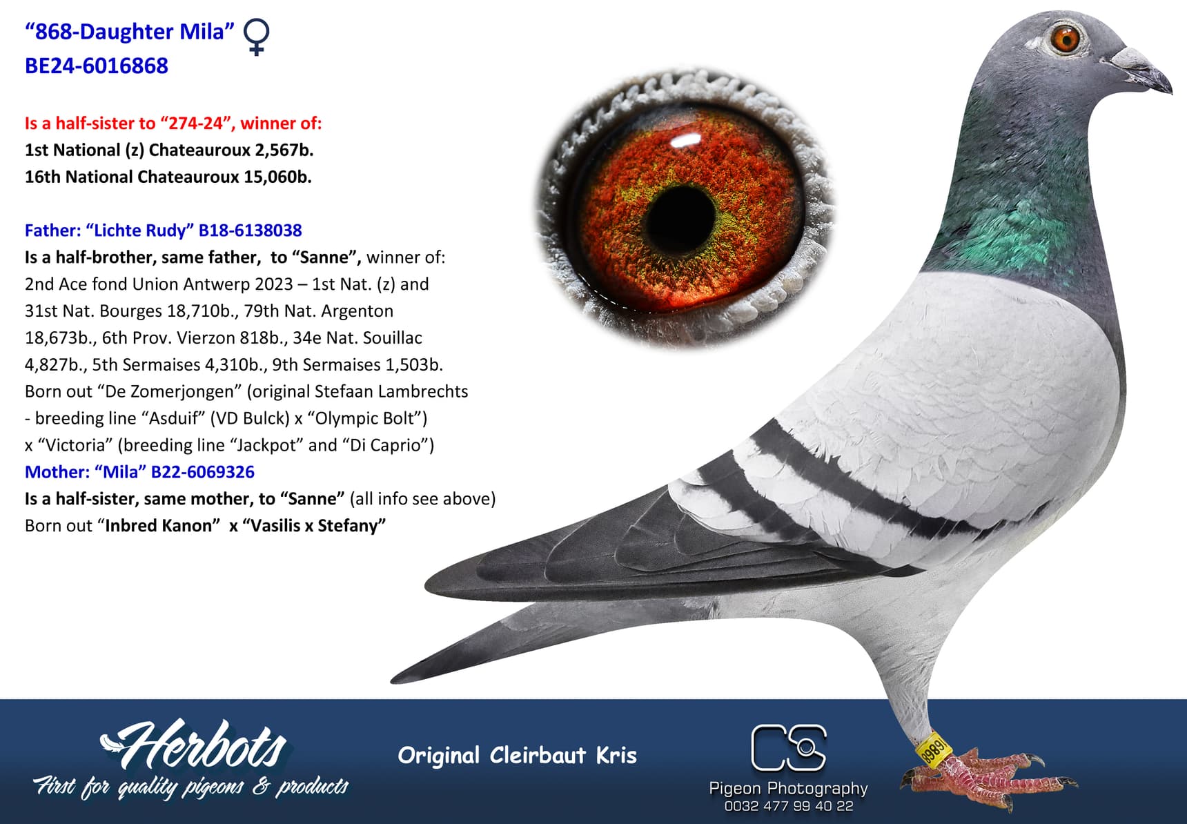 pigeon: undefined