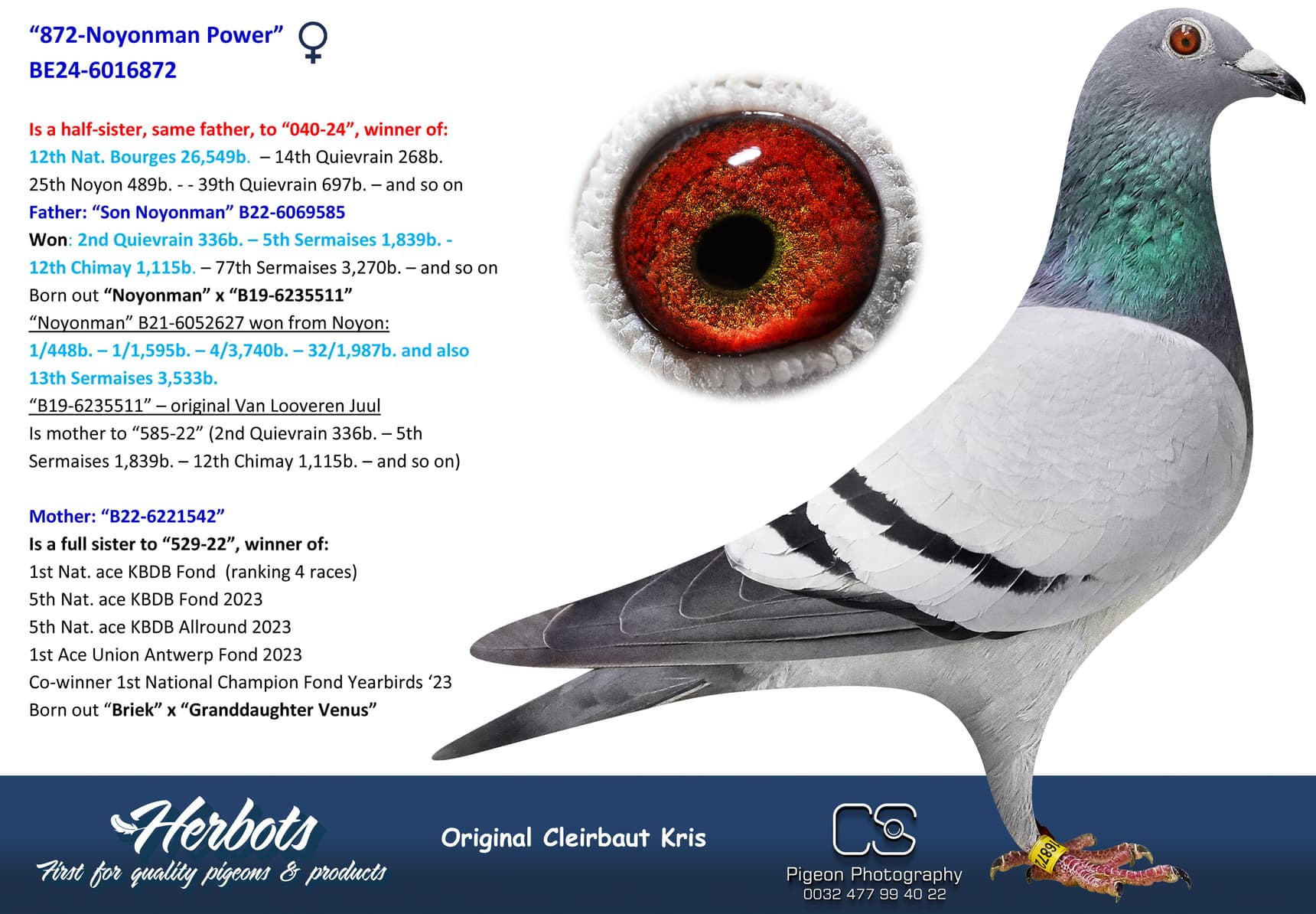 pigeon: undefined