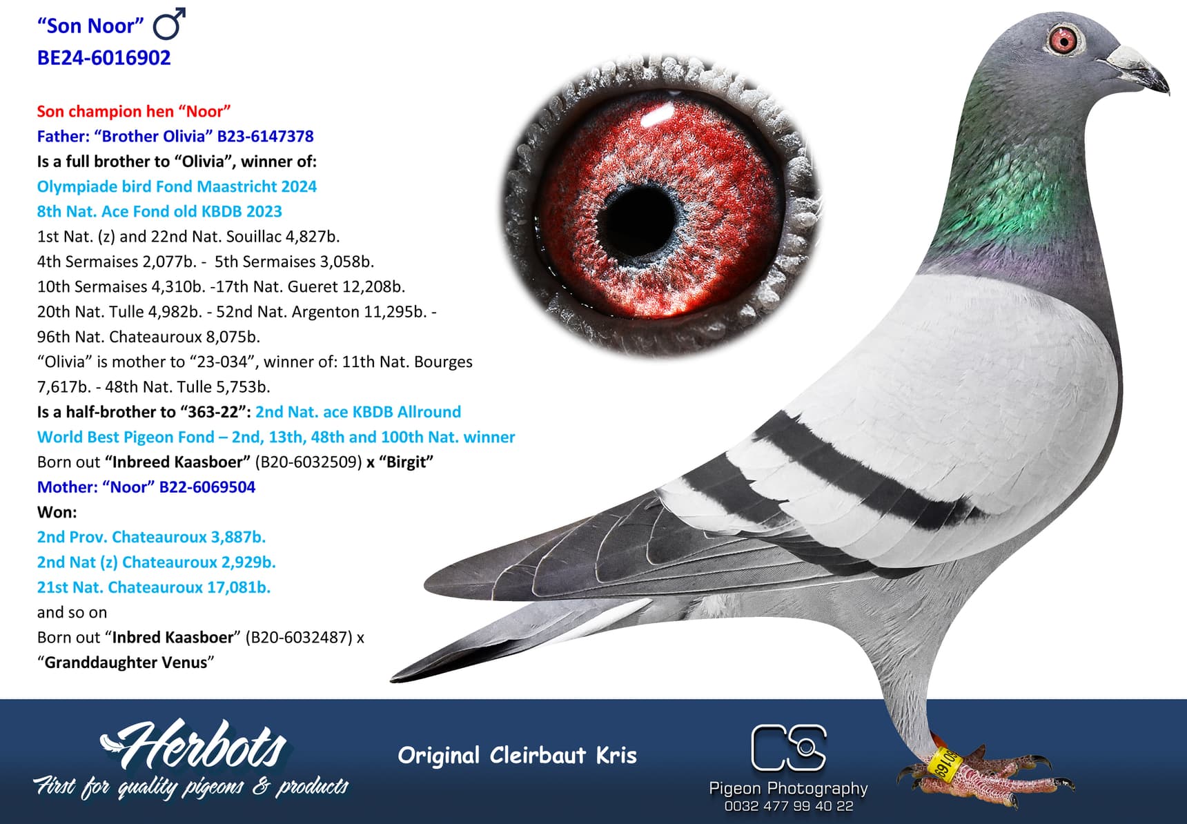 pigeon: undefined