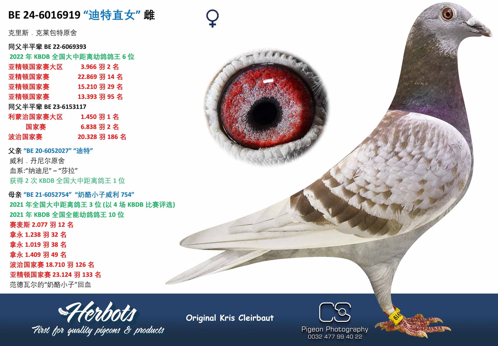 pigeon: undefined