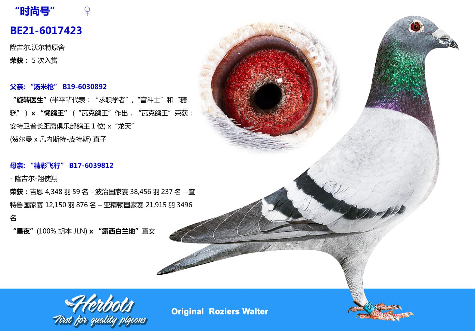 pigeon: undefined