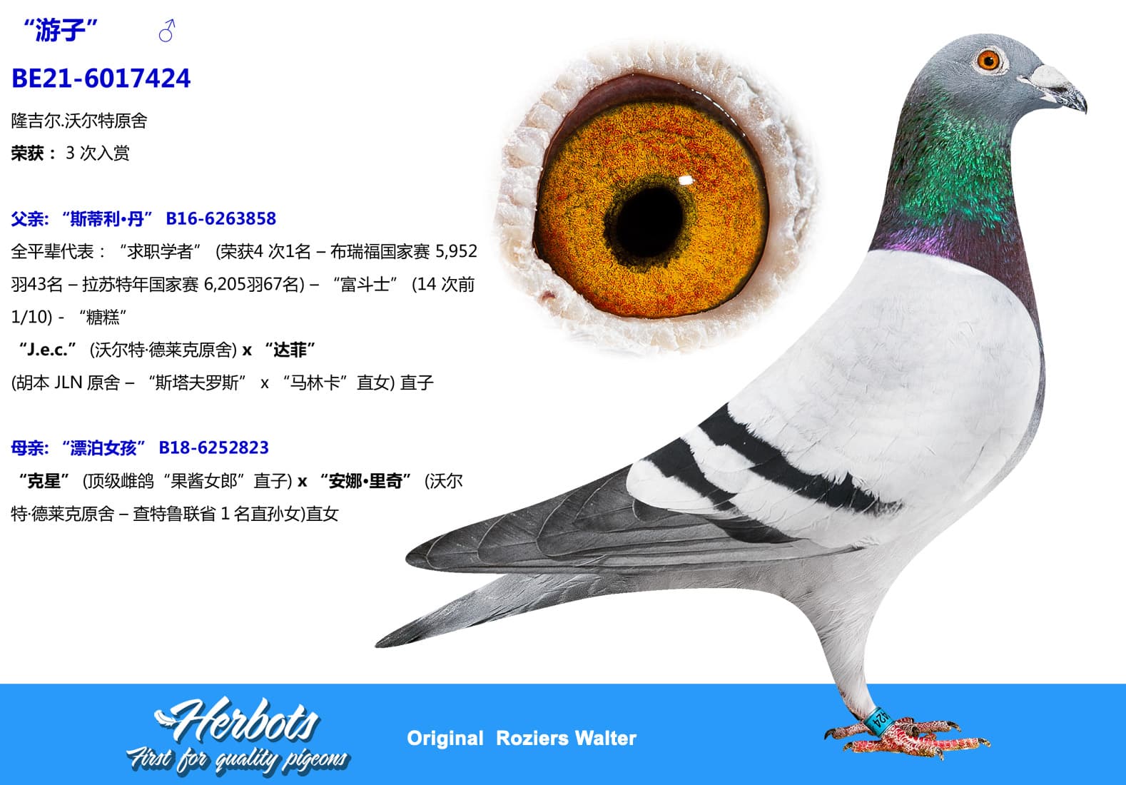 pigeon: undefined