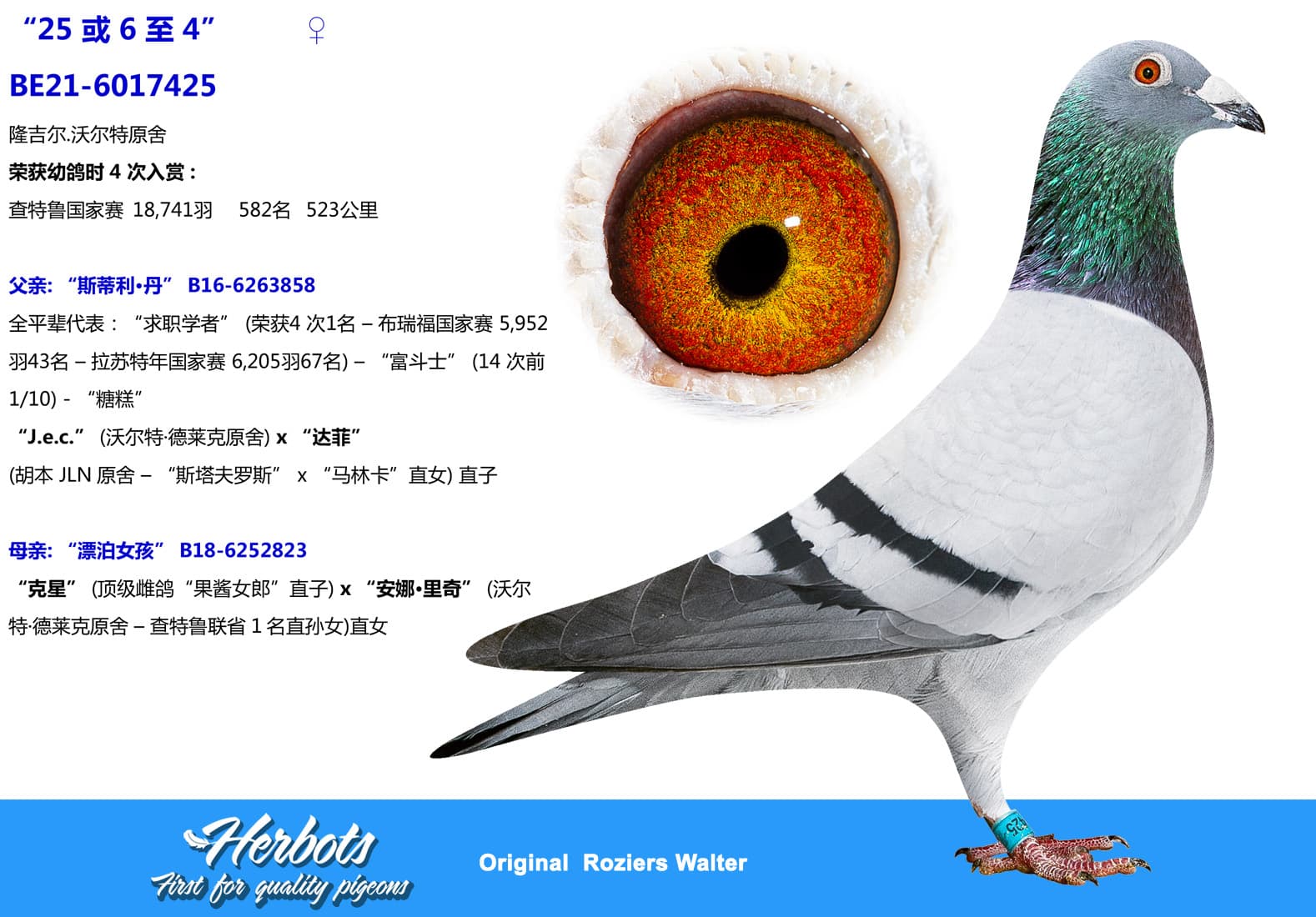 pigeon: undefined