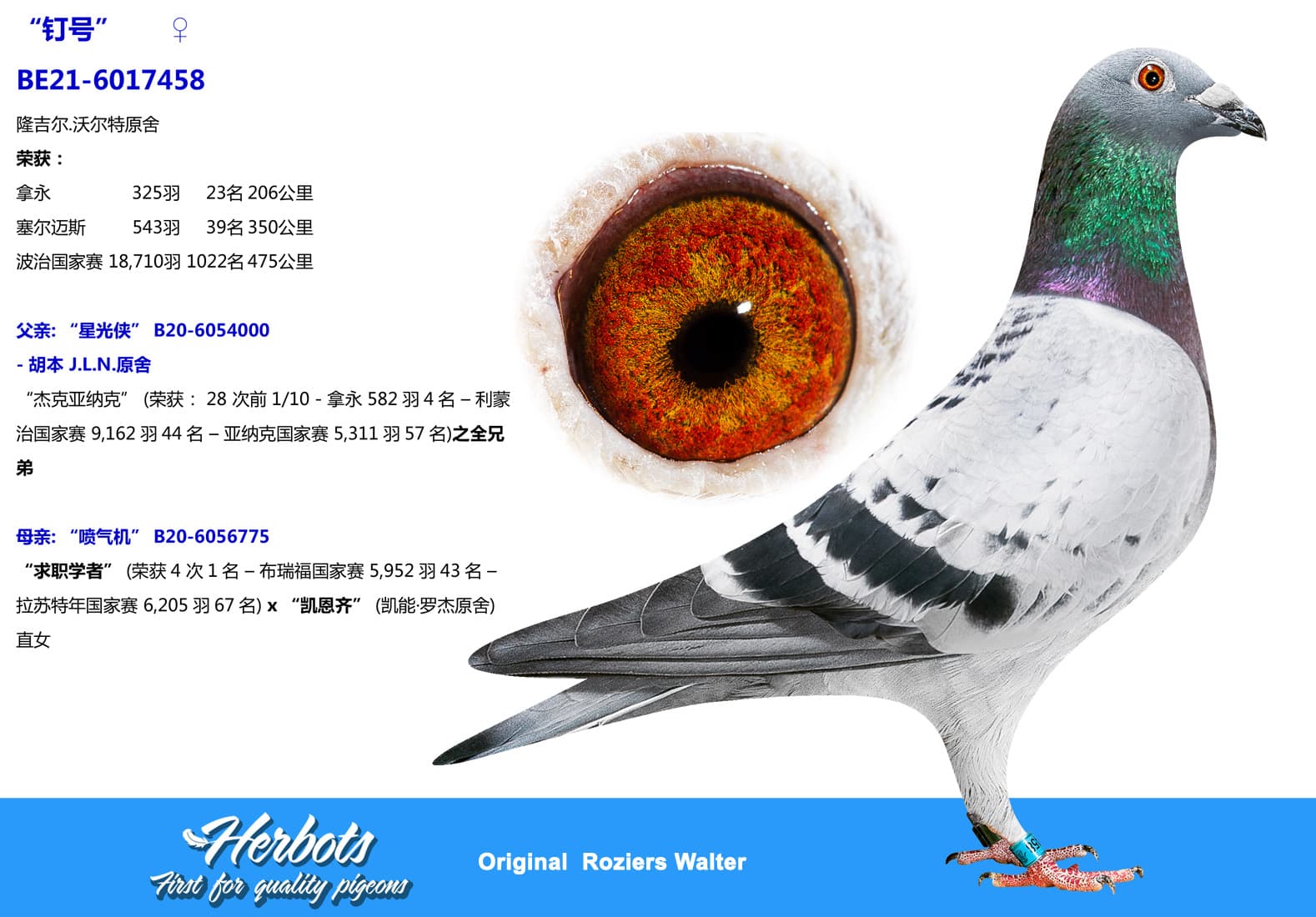 pigeon: undefined