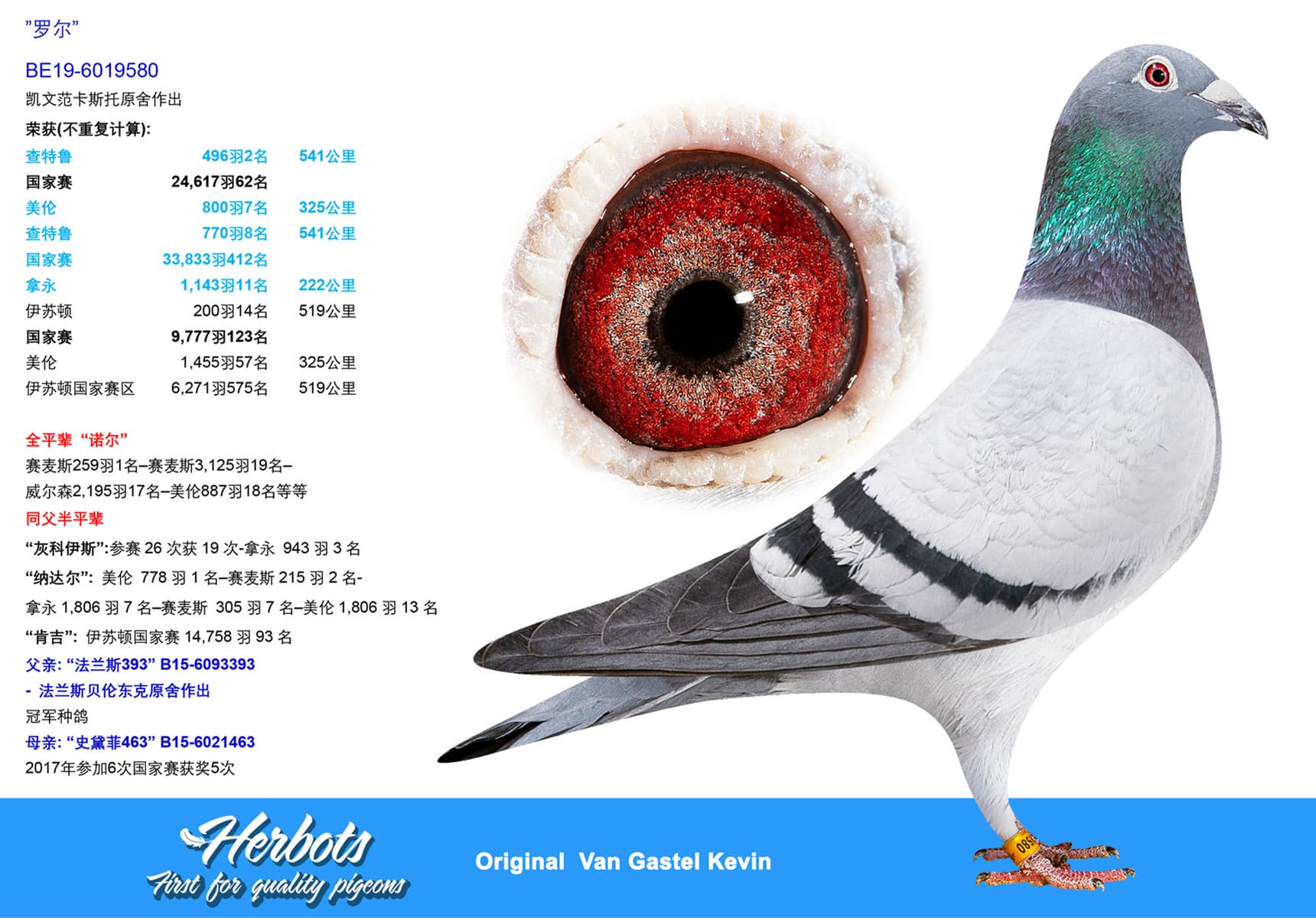 pigeon: undefined