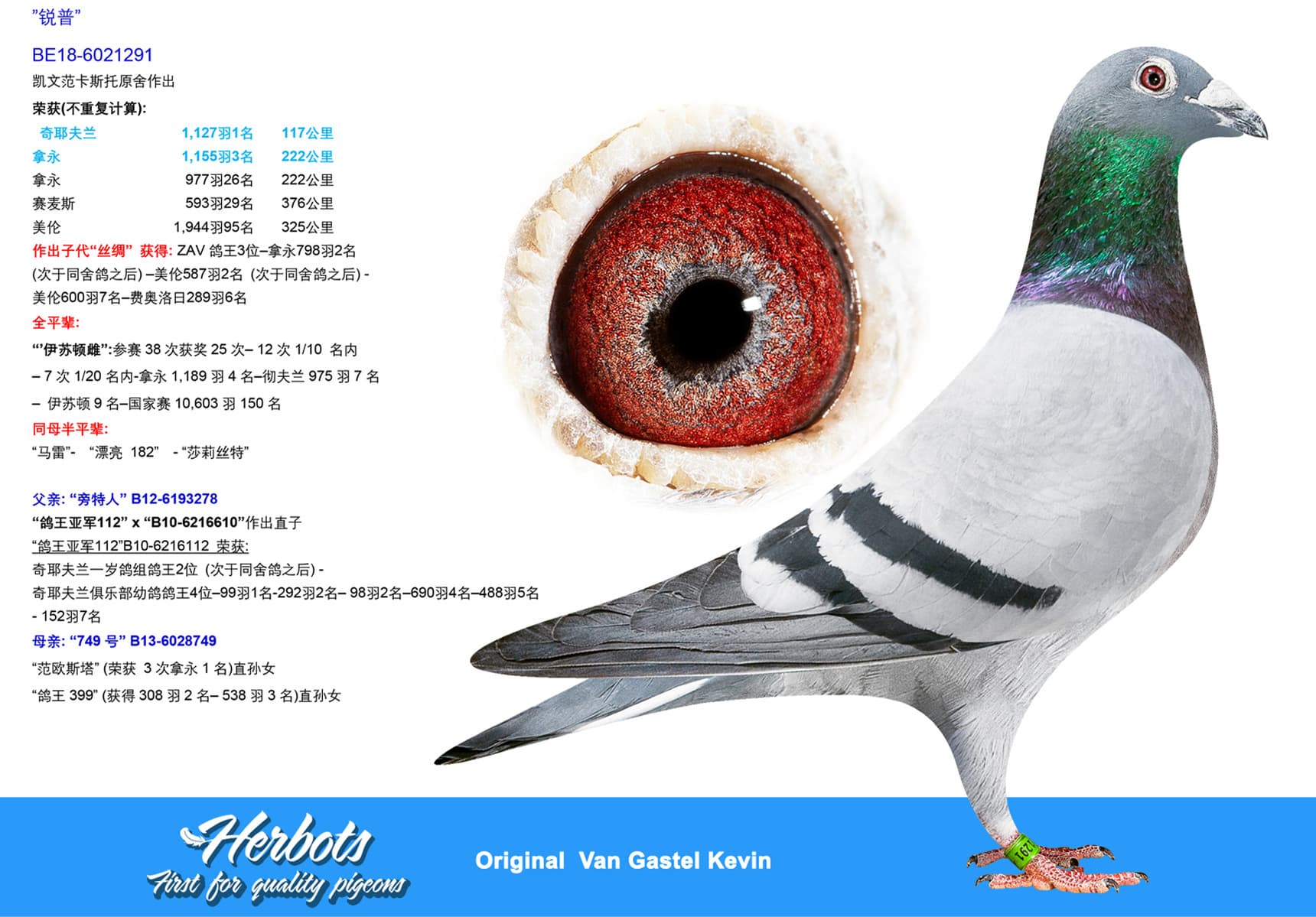 pigeon: undefined