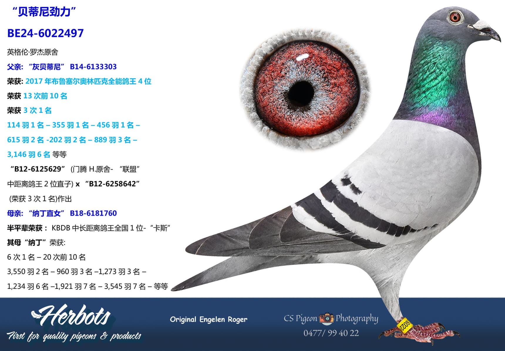 pigeon: undefined