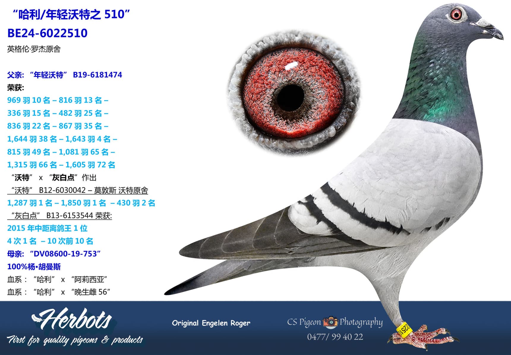 pigeon: undefined
