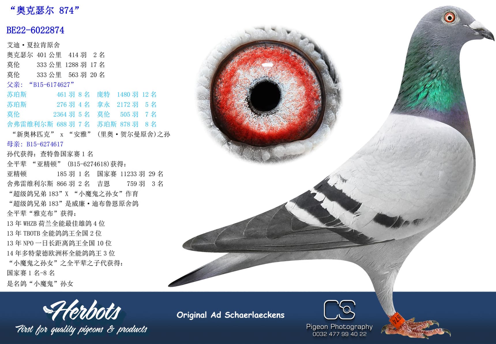 pigeon: undefined