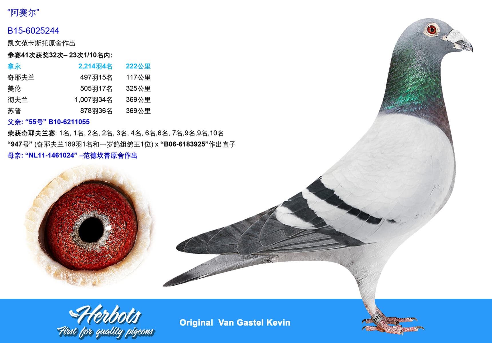 pigeon: undefined