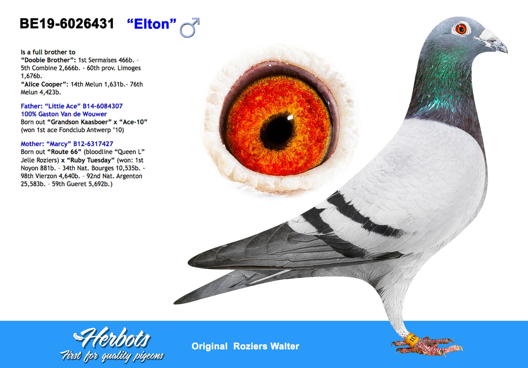 pigeon: undefined
