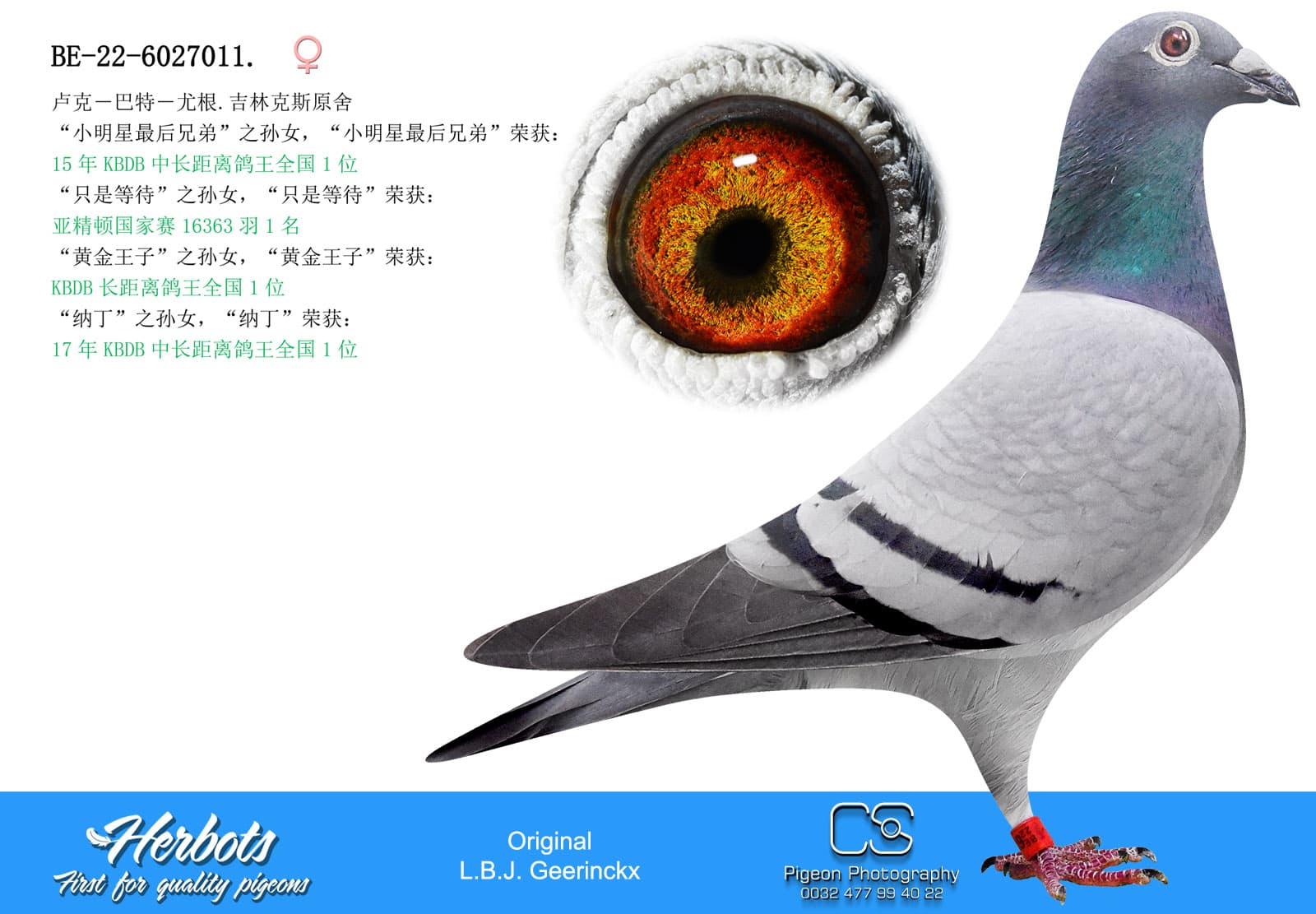 pigeon: undefined