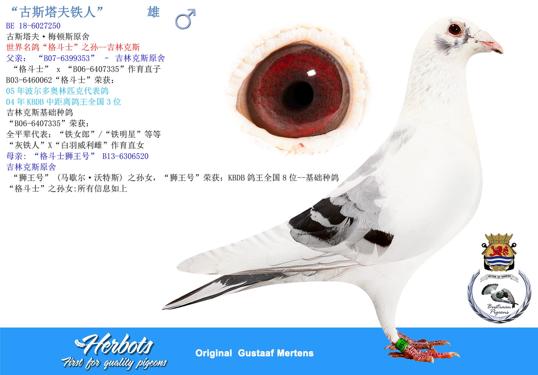 pigeon: undefined