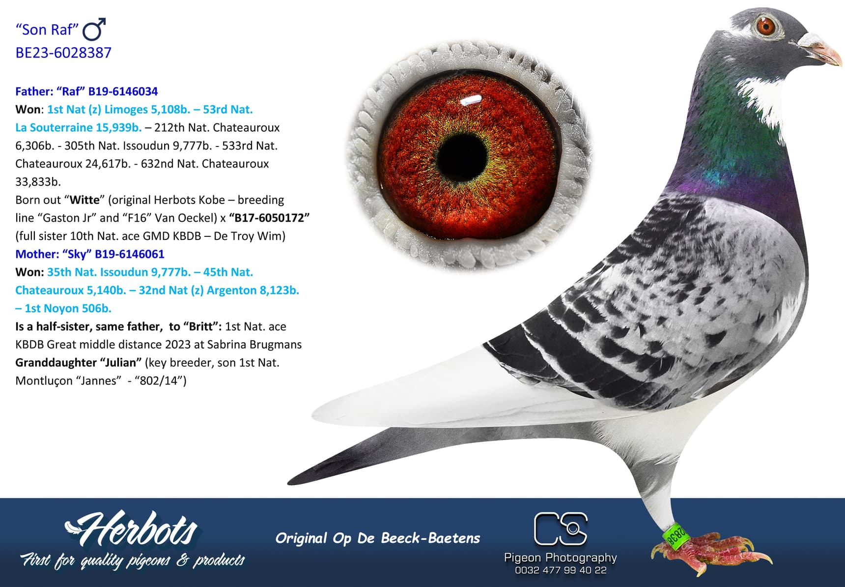 pigeon: undefined