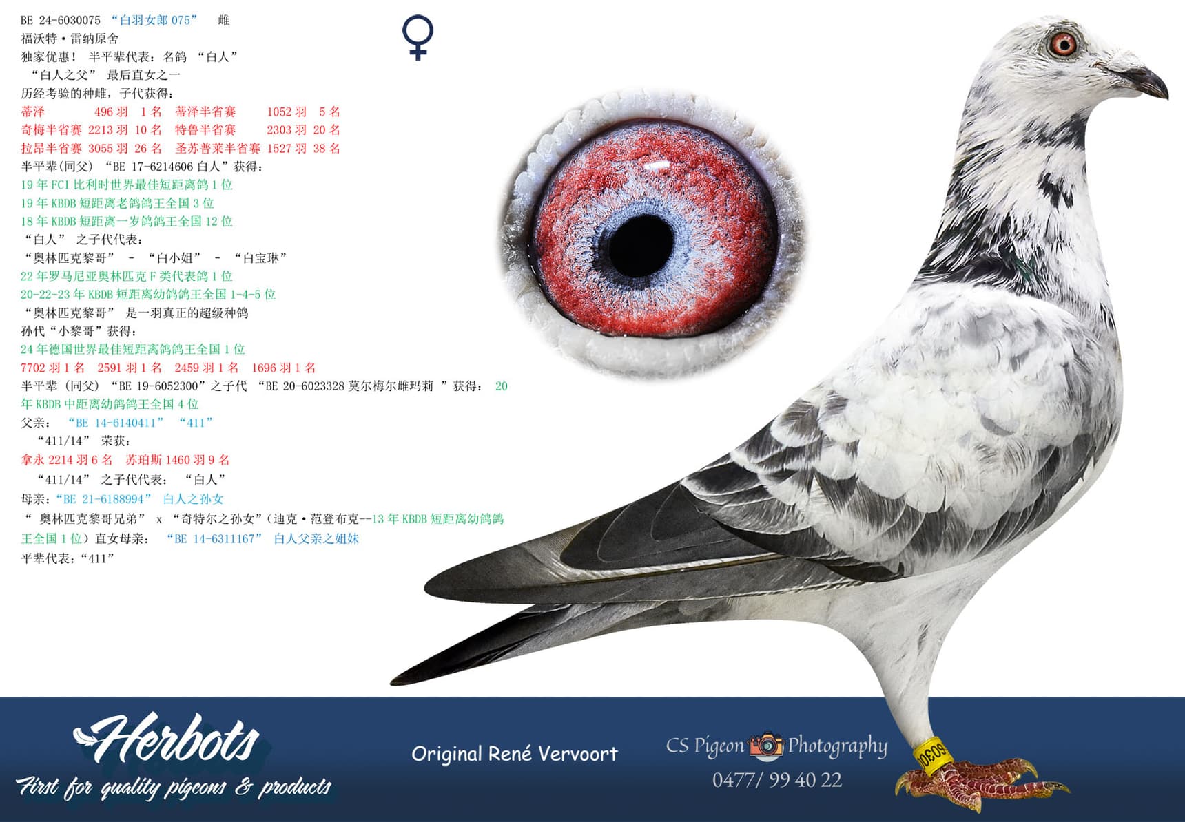 pigeon: undefined