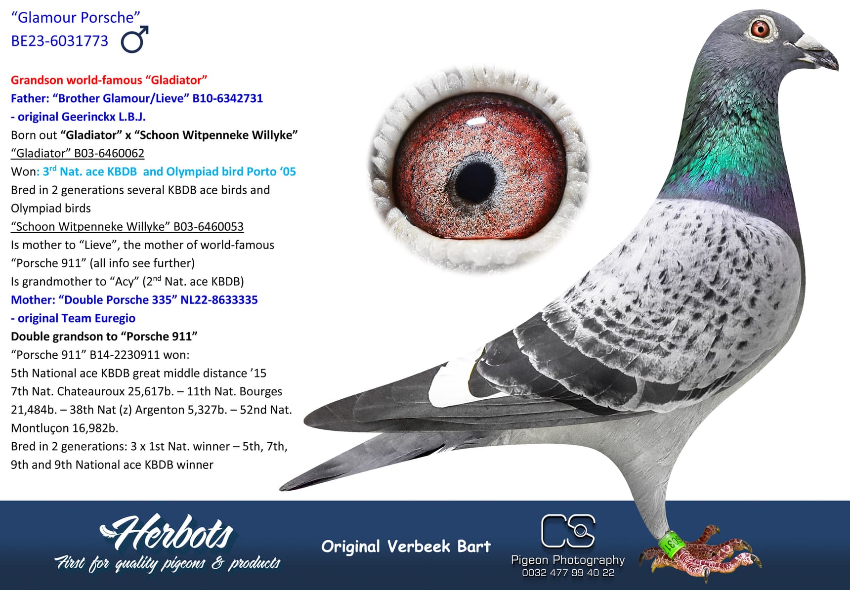 pigeon: undefined