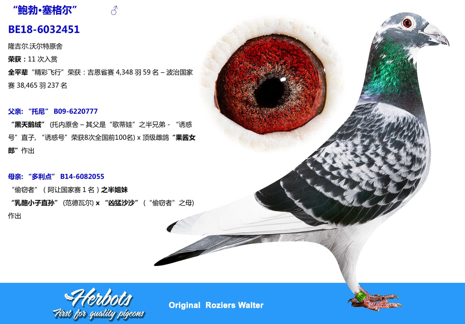 pigeon: undefined