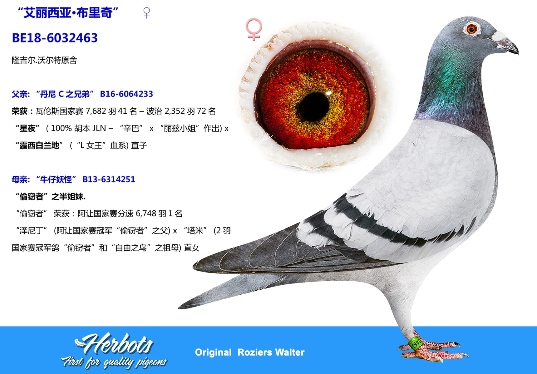 pigeon: undefined