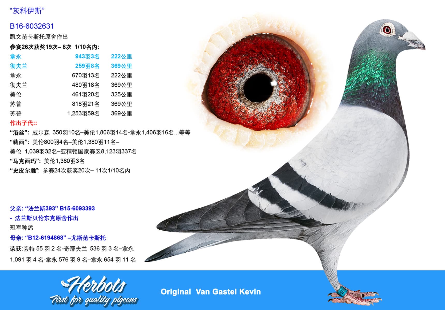 pigeon: undefined