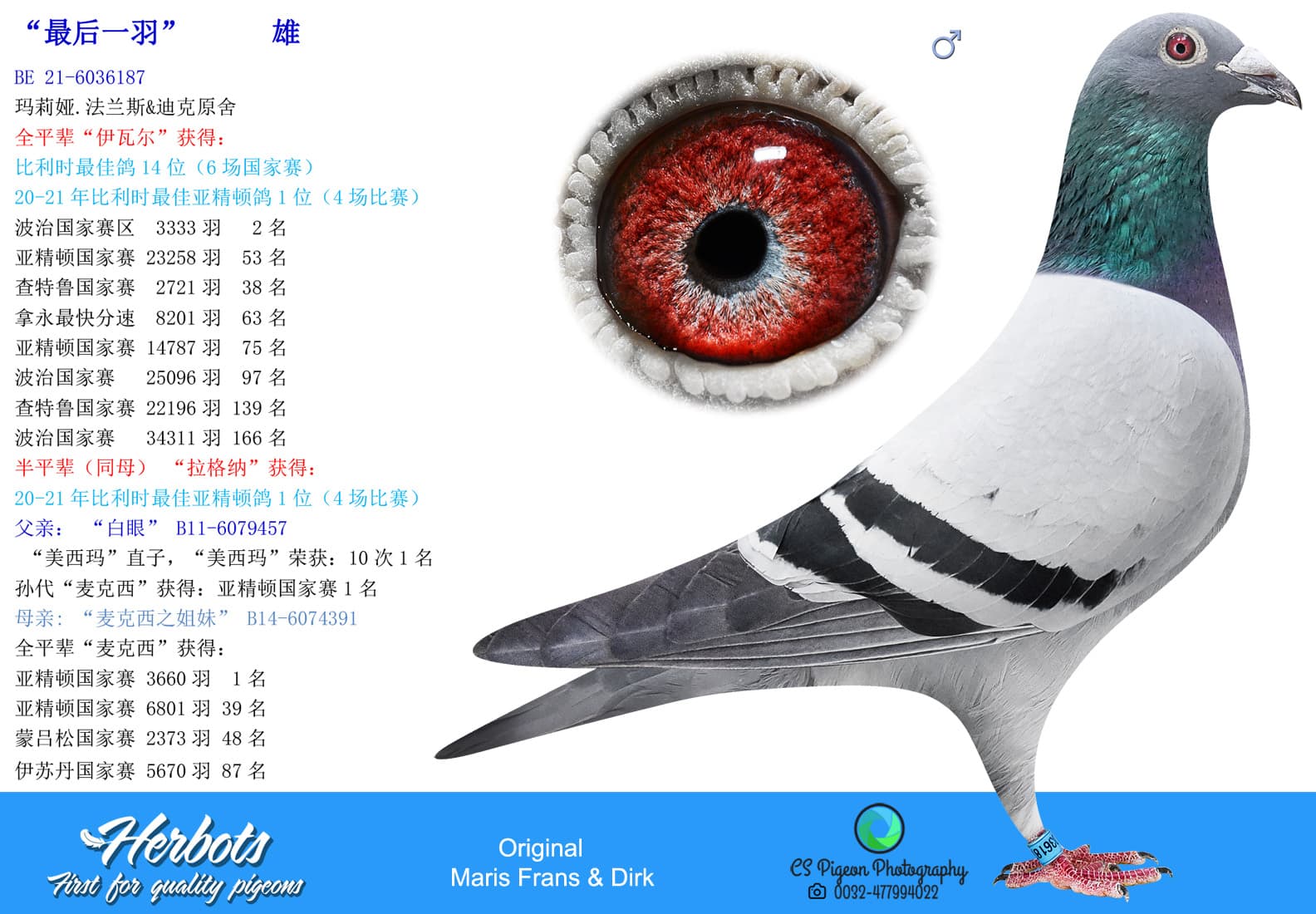 pigeon: undefined