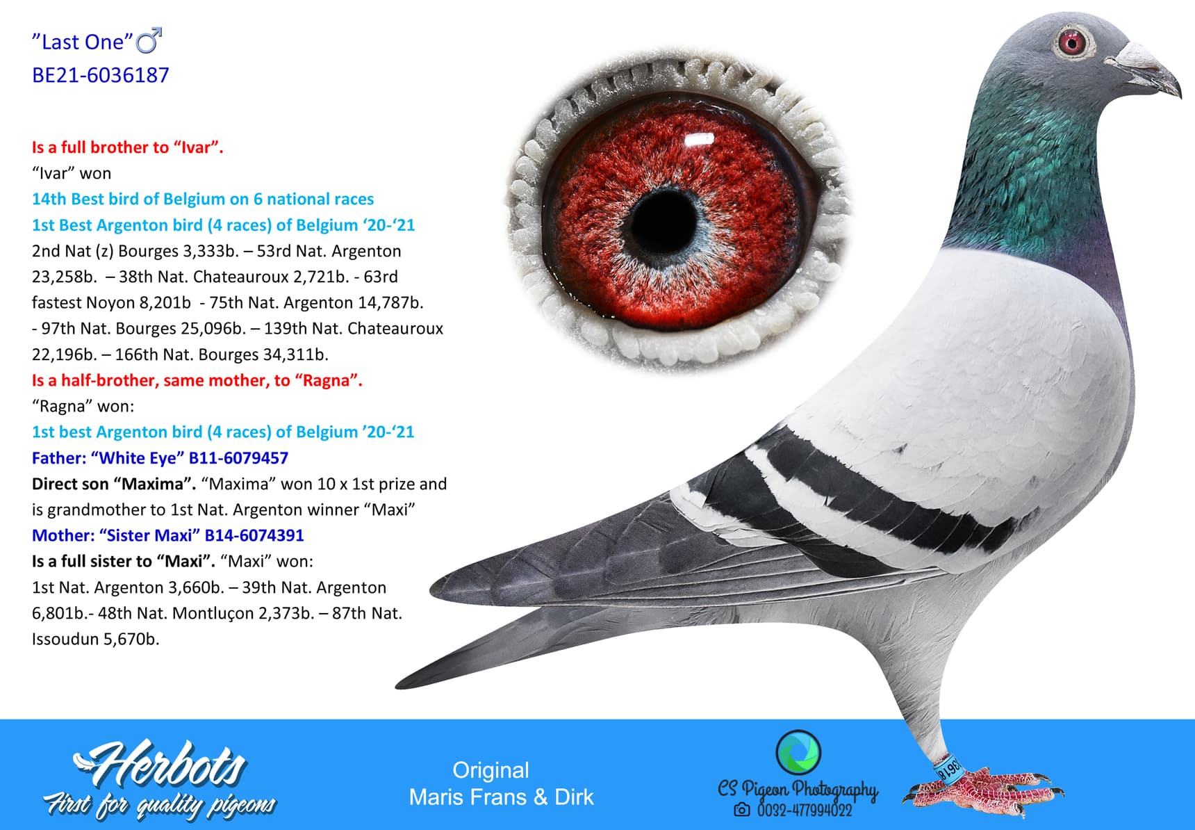pigeon: undefined