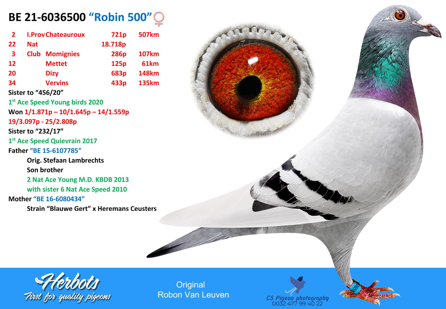 pigeon: undefined