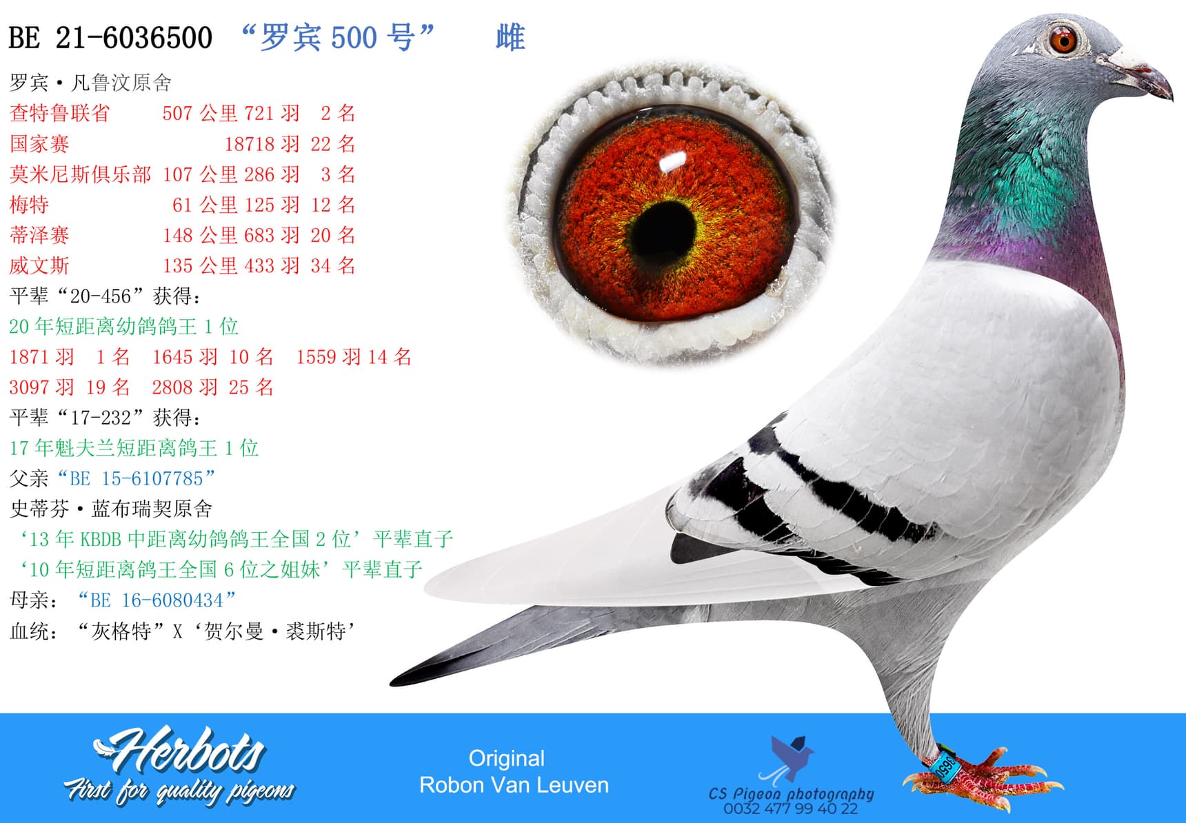 pigeon: undefined