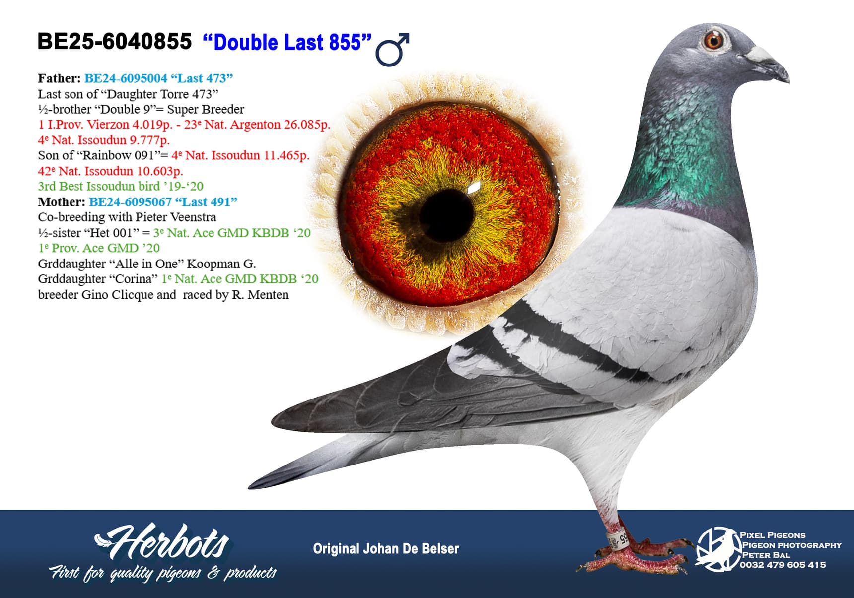 pigeon: undefined