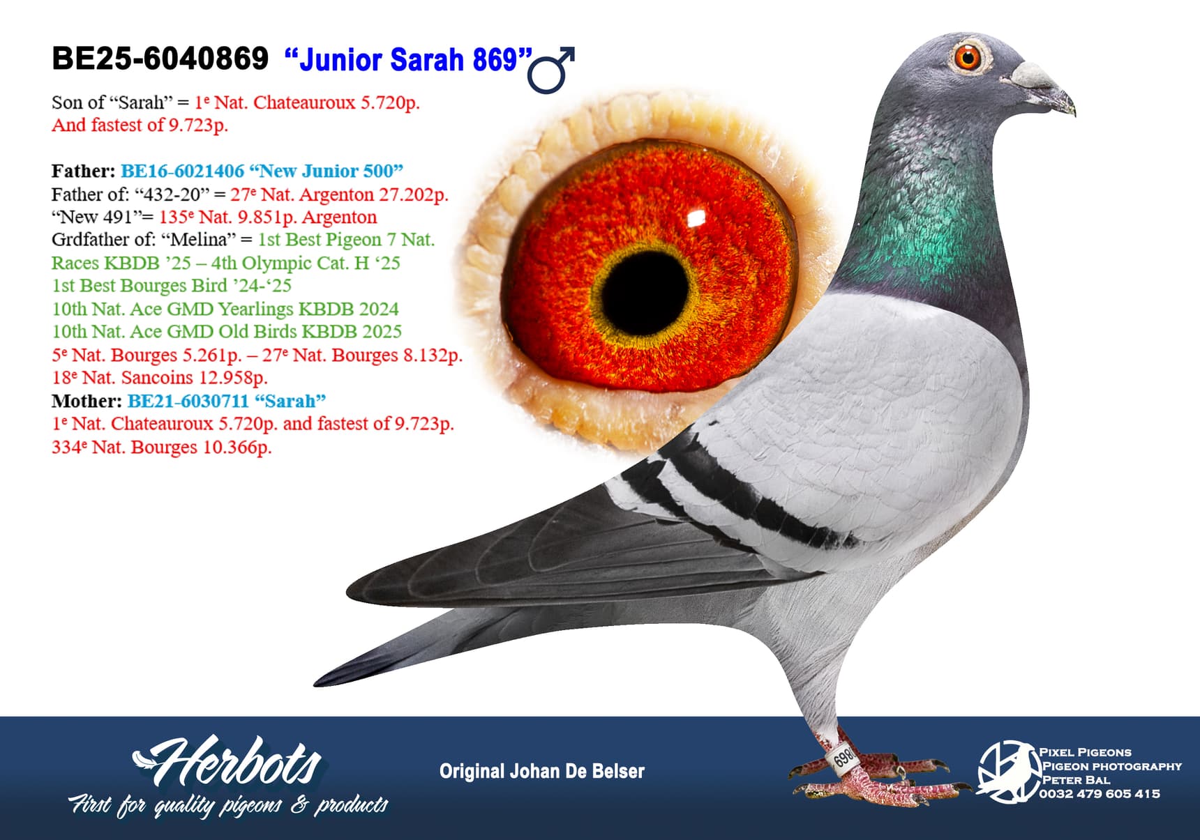 pigeon: undefined