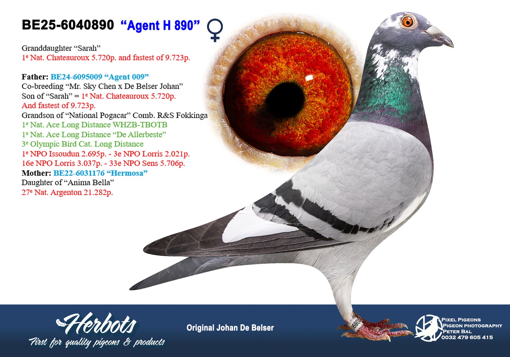 pigeon: undefined