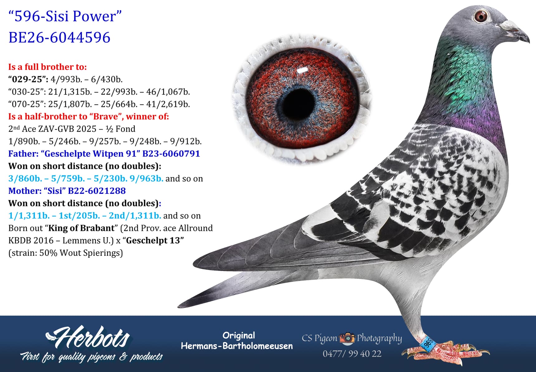 pigeon: undefined