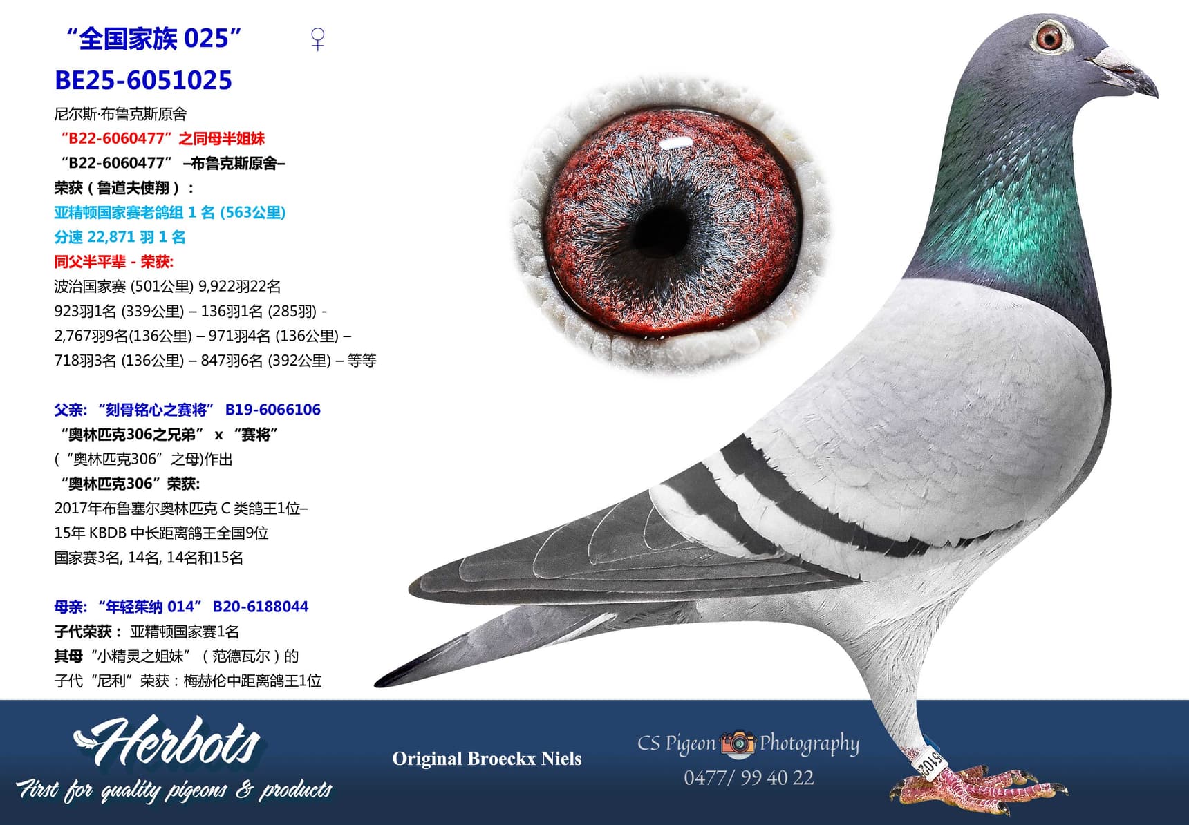 pigeon: undefined