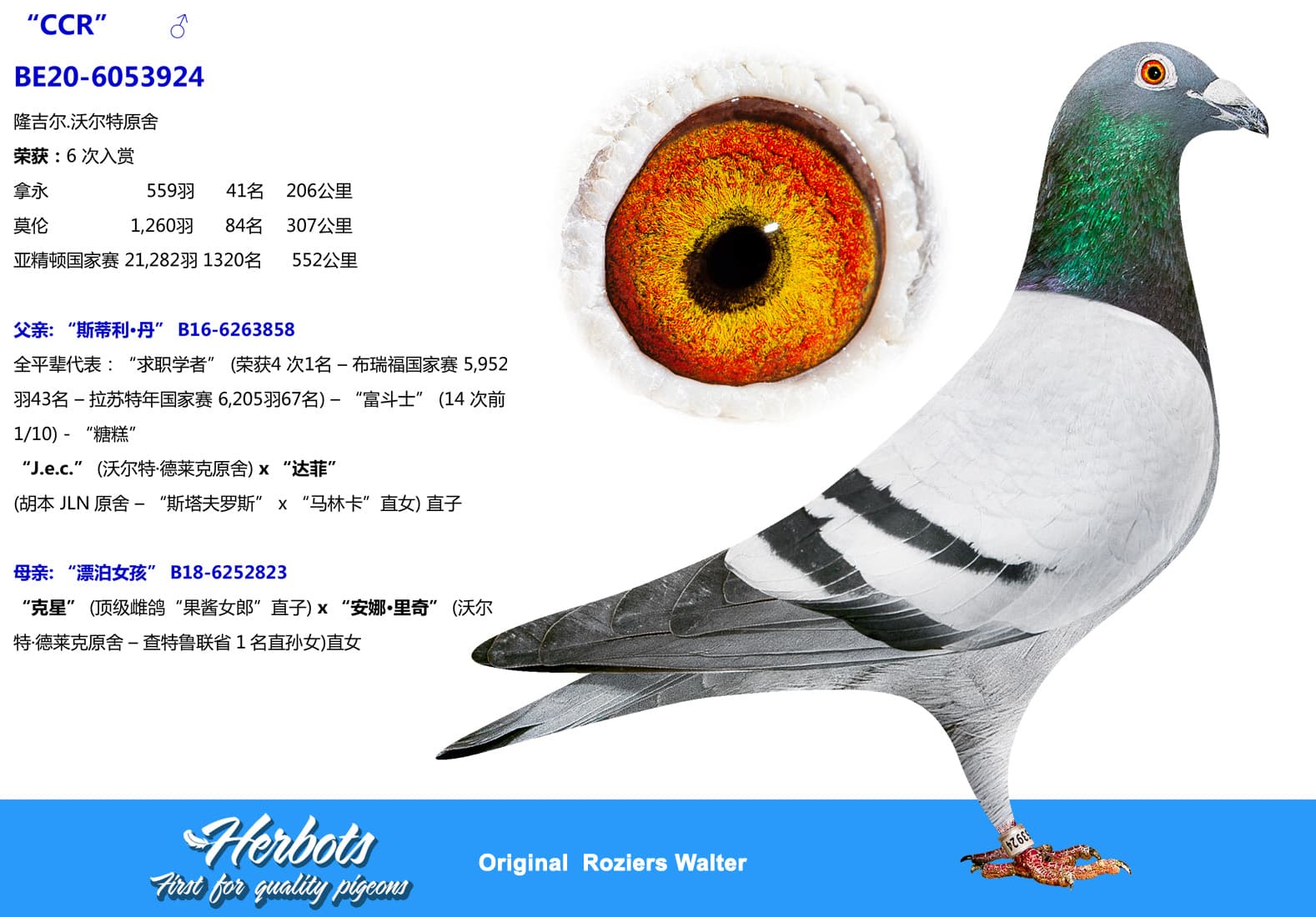 pigeon: undefined