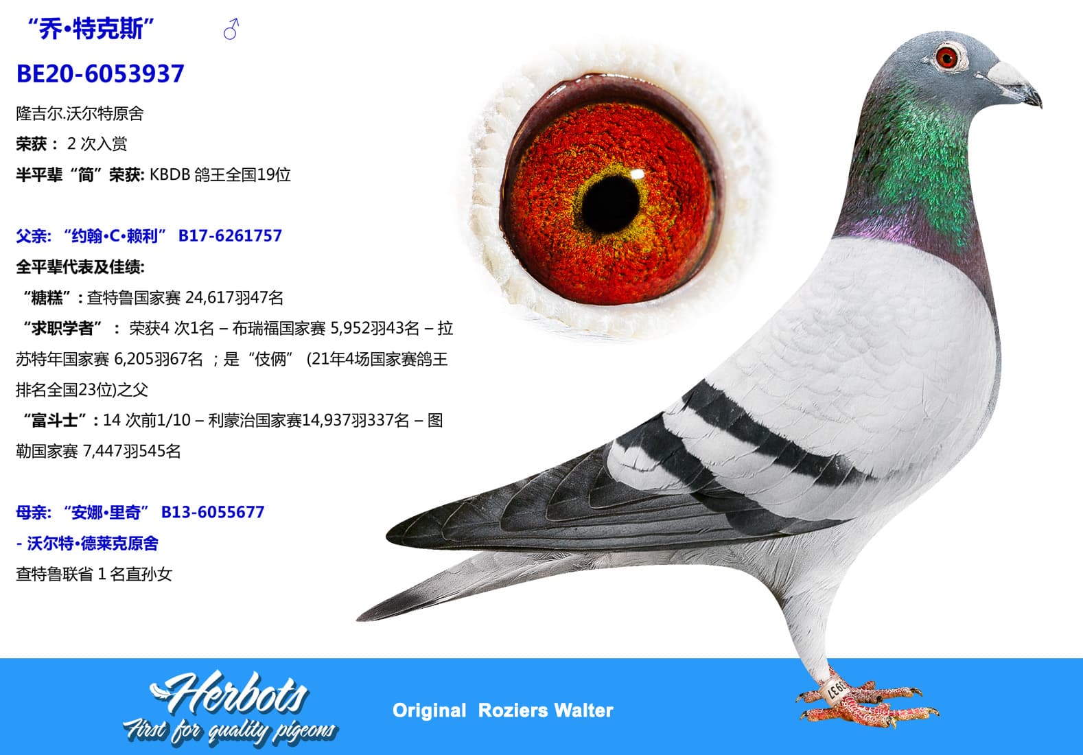 pigeon: undefined