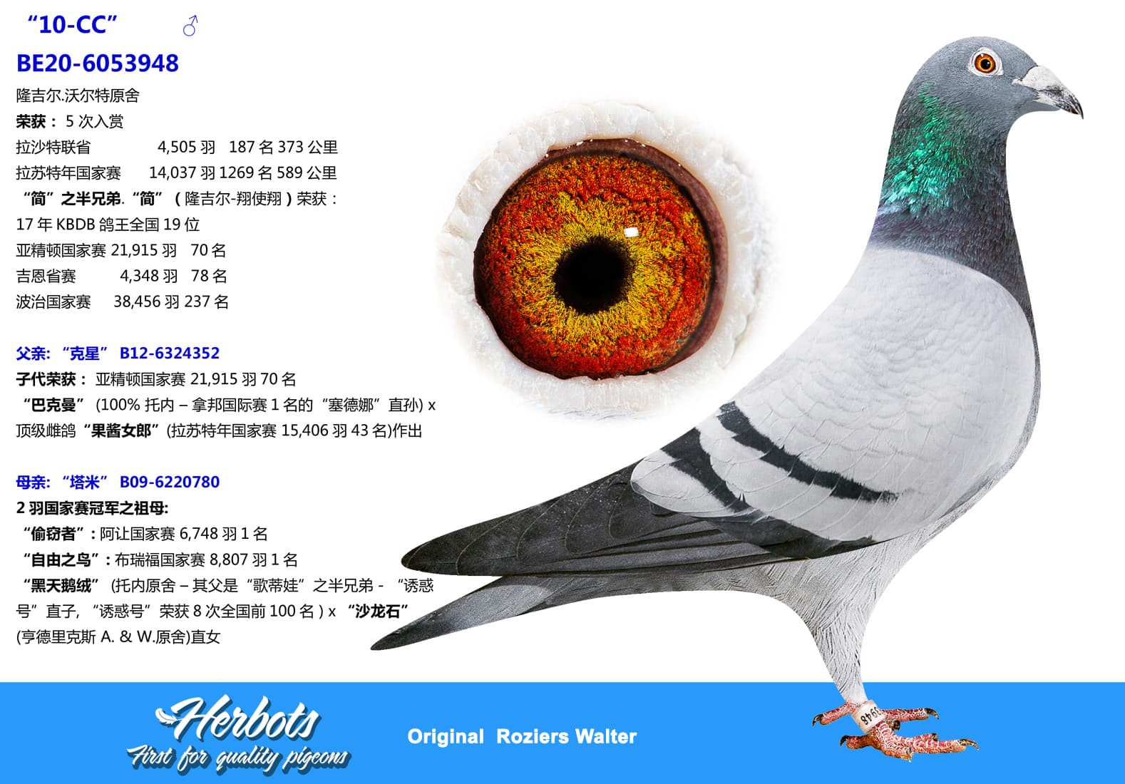 pigeon: undefined