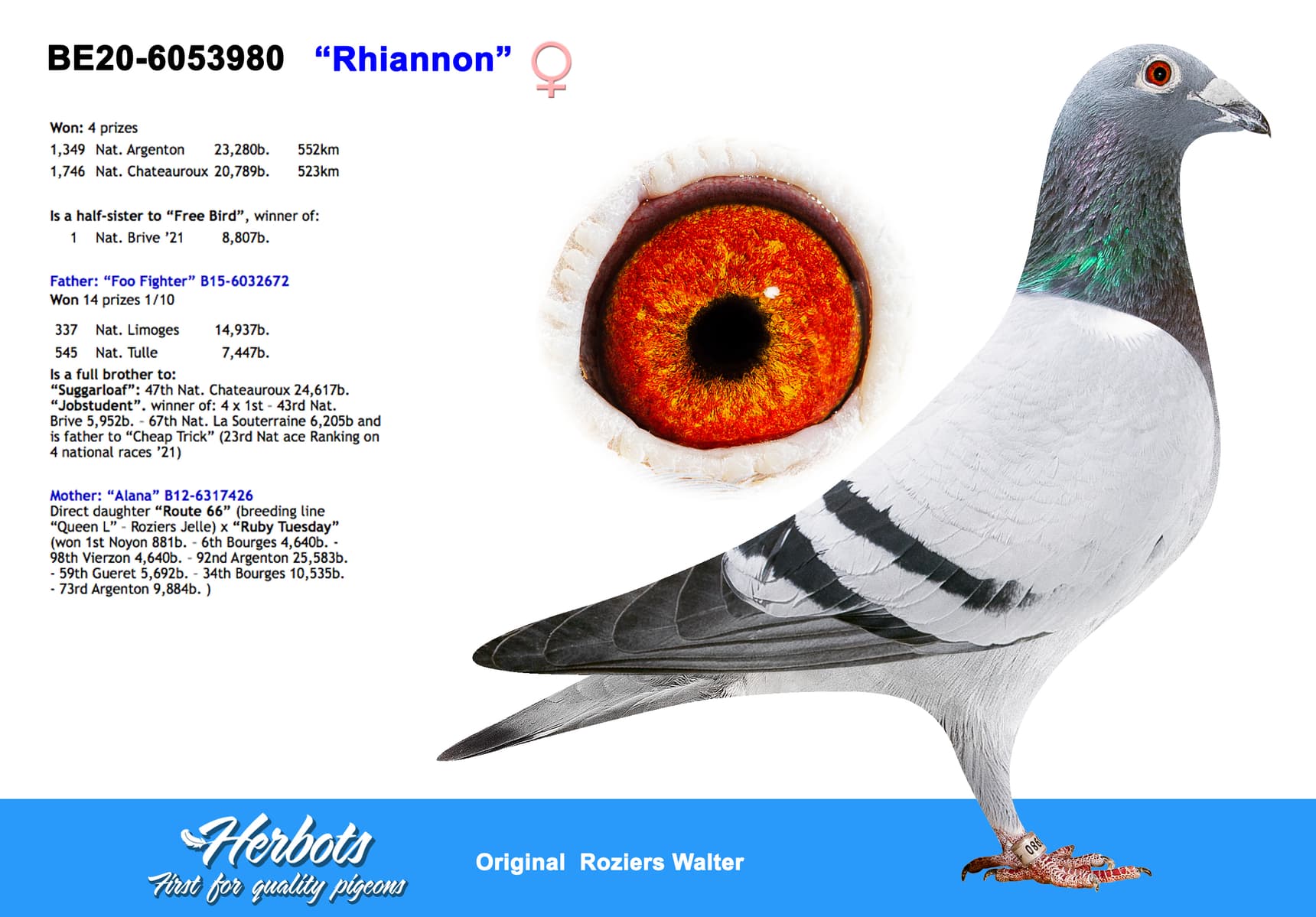 pigeon: undefined