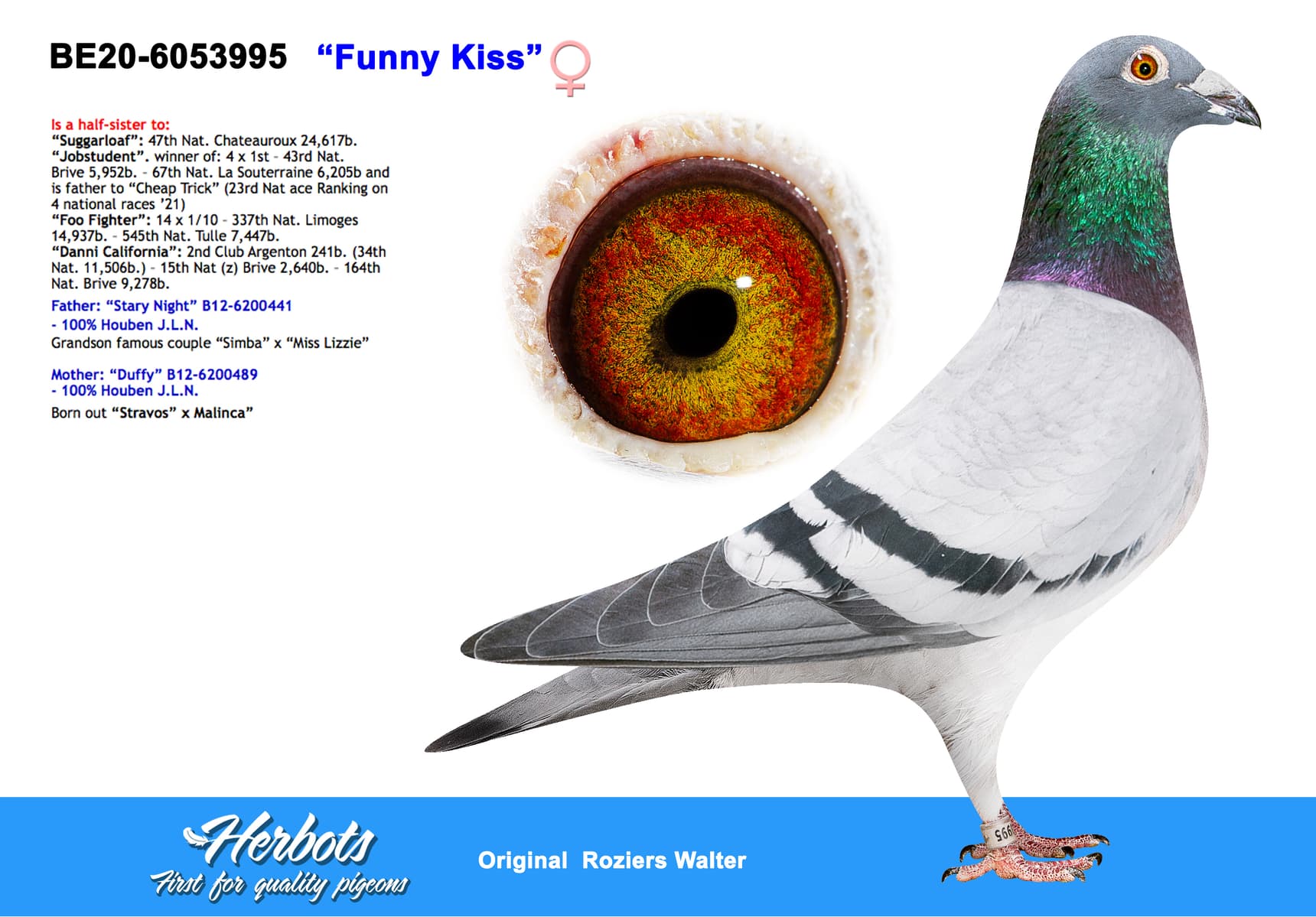 pigeon: undefined