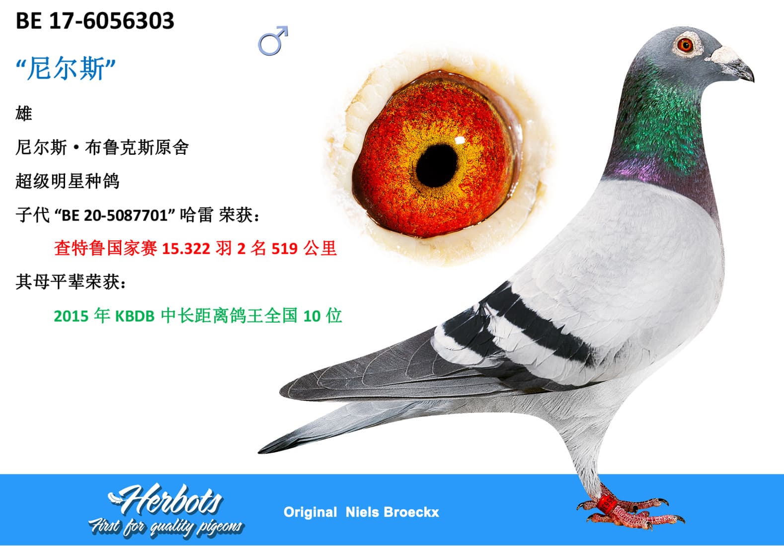 pigeon: undefined