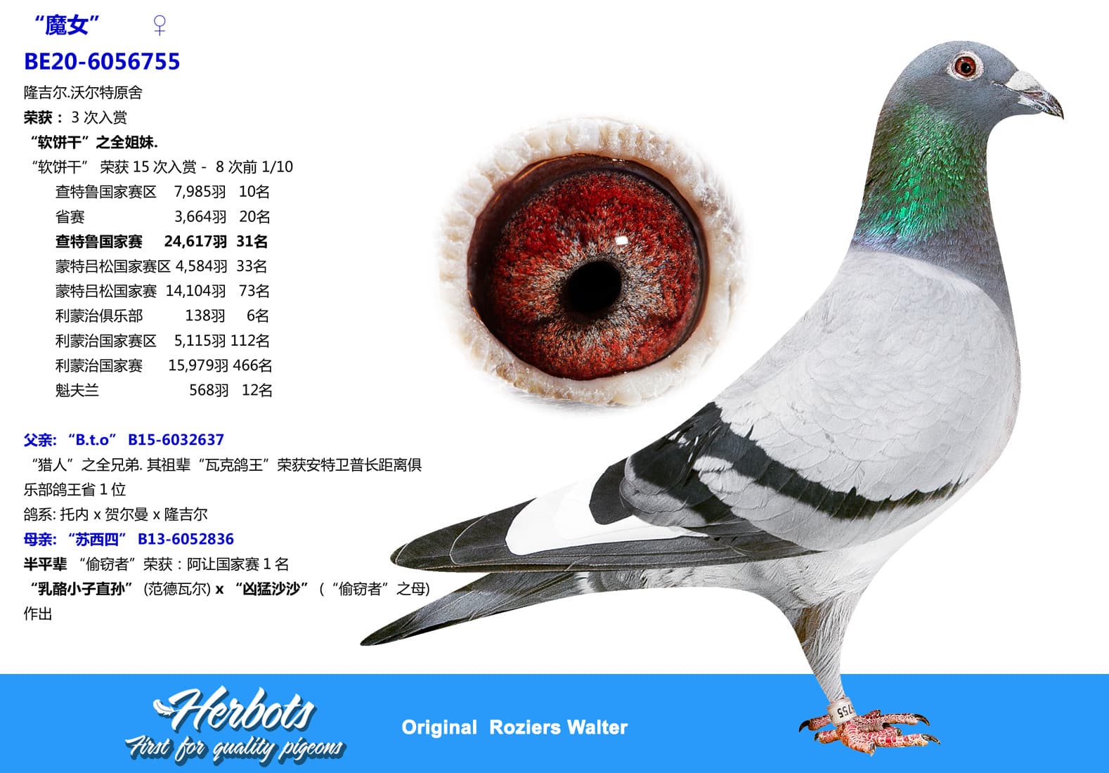pigeon: undefined