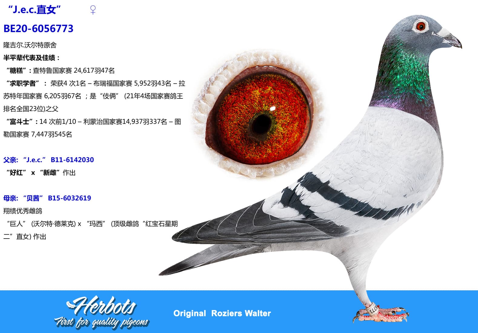 pigeon: undefined