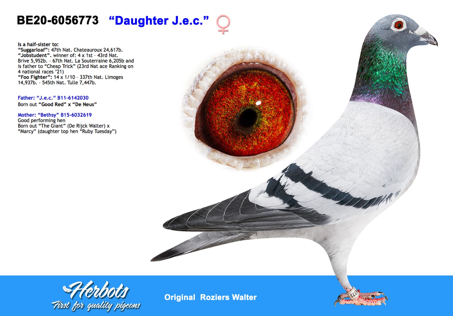 pigeon: undefined