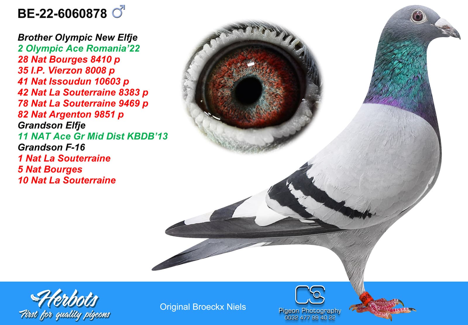 pigeon: undefined